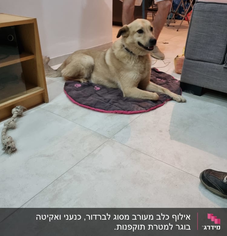 כלב שוכב על שטיח עם רצועה ביד אדם